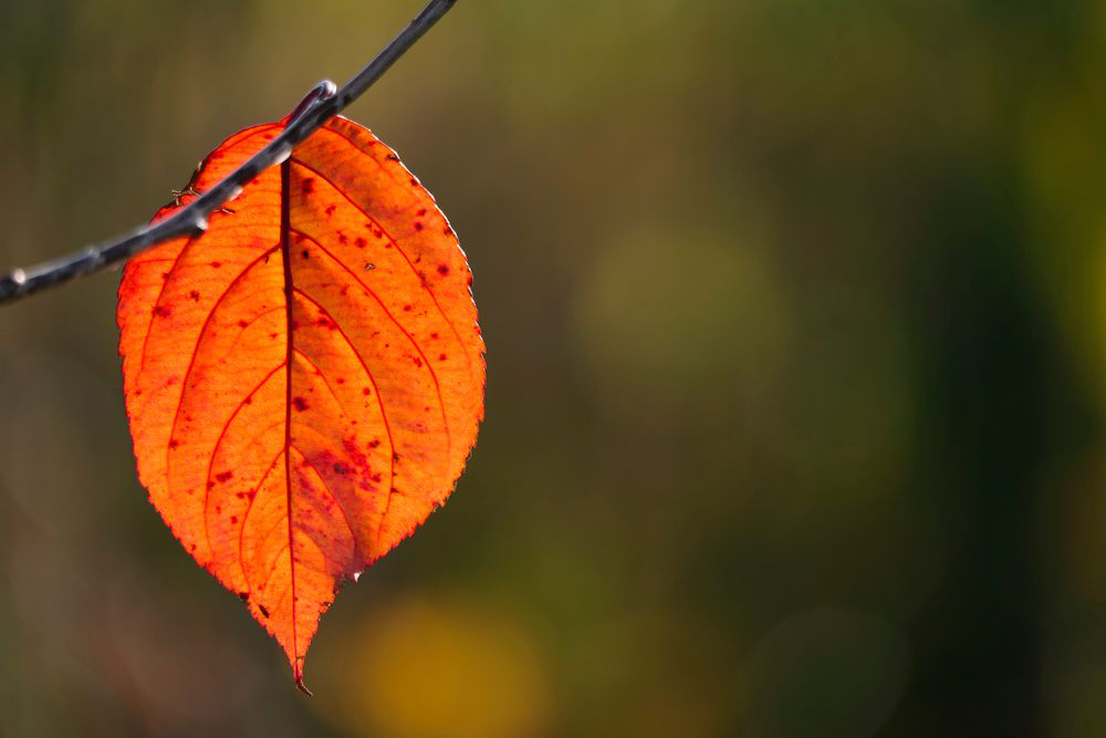 mentally prepare for autumn